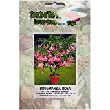 Brugmansia rosa (Datura) (Semente)