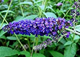 Buddleja davidii Empire Blue"Albero delle Farfalle" pianta in vaso ø14 cm h. 60/80 cm