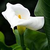 Bulbi calla bianca gigante/Amato dagli amanti dei fiori/Lampadine importate/Contersi per il giardino-2,9bulbis
