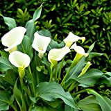 Bulbi calla bianca gigante/Amato dagli amanti dei fiori/Lampadine importate/Fiore misterioso-2,3bulbis