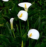 Bulbi calla bianca gigante/Amato dagli amanti dei fiori/Lampadine importate/Piantare quattro stagioni-1,6bulbis