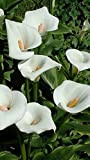 Bulbi calla bianca gigante,Come una pianta rara e preziosa,bulbi calla colorata-2,3bulbis
