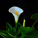 Bulbi calla bianca gigante,Come una pianta rara e preziosa,Caldo-2,3bulbis