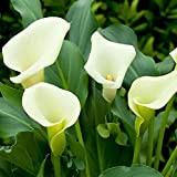 Bulbi calla bianca gigante,Come una pianta rara e preziosa,Colorato,Uno stile unico e di bell'aspetto speciale-2,3bulbis
