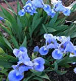 Bulbi da Fiore (1 X Iris barbata nana BLUE DENIM)