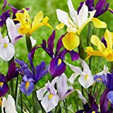 Bulbi da Fiore (10 X Iris hollandica MIX)