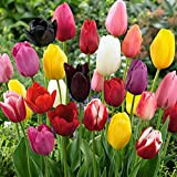 Bulbi da Fiore (10 X Tulipani CLASSICI in miscuglio - DARWIN MIX)