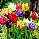 Bulbi da Fiore (10 X Tulipani PAPPAGALLO in miscuglio - PARROT MIX)