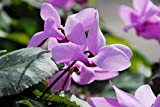 Bulbi da Fiore (2 Cyclamen hederifolium)