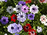 Bulbi da Fiore ALTA QUALITA' per fioritura PRIMAVERILE - ESTIVA - AUTUNNALE (10, Anemone DE CAEN)