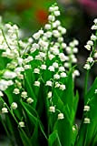 Bulbi da Fiore ALTA QUALITA' per fioritura PRIMAVERILE - ESTIVA - AUTUNNALE (10, MUGHETTO - Convallaria majalis)