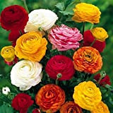 Bulbi da Fiore ALTA QUALITA' per fioritura PRIMAVERILE - ESTIVA - AUTUNNALE (10, Ranuncoli in Miscuglio)