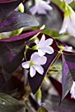 Bulbi da Fiore ALTA QUALITA' per fioritura PRIMAVERILE - ESTIVA - AUTUNNALE (15, Oxalis triangularis)