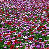 Bulbi da Fiore ALTA QUALITA' per fioritura PRIMAVERILE - ESTIVA - AUTUNNALE (25, Anemone DE CAEN)