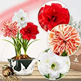 Bulbi di Amaryllis Collezione (3) di Doppio fiore (riempiti), 3 bulbi in grande formato 26/28, Mix esclusivo di pianti e ...
