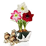 Bulbi di Amaryllis Collezione Economico, 3 bulbi in grande formato 26/28, Mix esclusivo di pianti e fiori dall'Olanda, 3 colori ...