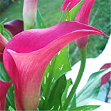 Bulbi di Calla,Resistente Piacevole Giardinaggio Perenne Belle piante Piante magiche-13Bulbi,A