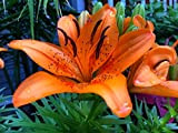 Bulbi di giglio bulbi lilium fiori eleganti alto valore ornamentale adatti per la decorazione la piantagione di giardini piantati in ...