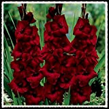 Bulbi di Gladiolo ~Fiori primaverili, piantagione invernale Grande coltura del suolo bulbosa, vasi Piante durevoli, stupende,-6 Bulbi,Rosa