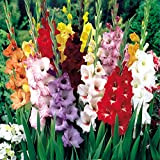 Bulbi di gladiolo Mix dai colori vivaci gladiolo bulbi possono essere piantati come decorazioni da giardino o piante in vaso