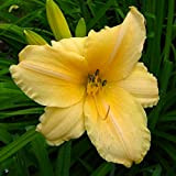 Bulbi di hemerocallis,daylily bulbi,a bassa difficoltà di impianto,utilizzati per bulbi coltivati ​​in giardini o vasi da fiori.