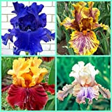 Bulbi di iris iris bulbi colori misti iris di alta qualità facile da coltivare buona decorazioniz interno.