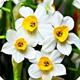 Bulbi di narciso adatti per la coltivazione, bellissimi fiori recisi, vegetazione viva, decorazioni Da giardino, facili da coltivare, bellissimo giardinaggio-15 ...