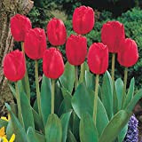 Bulbi di tulipano per piantare/In vaso popolare tra i consumatori / Di fama mondiale/Piante / Fiori-5 Lampadine,Rosso
