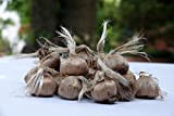 Bulbi di Zafferano ITALIANO (Crocus sativus) circonferenza 10/+ cm - PREVENDITA - BUONO D'ACQUISTO - CONSEGNA IN AGOSTO 2023 (25)
