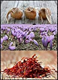 Bulbi di Zafferano Sardo (Crocus sativus) circonferenza 9/10 cm - PREVENDITA - BUONO D'ACQUISTO - CONSEGNA IN AGOSTO 2023 (20)