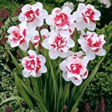 Bulbi Narcisi, Esotico, Specie Rare, Bulbi di narciso a fiore grande,Narcisi Hanno Una Fragranza Affascinante-3 Bulbi,a