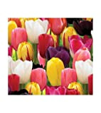 Bulbi Olandesi Tulipano 100 Pz Triumph Misti Prima Scelta Mix Multicolor Autunnali Giardino Vaso