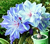 Bulbo di Amaryllis,Hippeastrum lampadine,bulbi fiori perenni,fiorisce in primavera,erba perenne,bello e facile da piantare,buona decorazione domestica,adatto per piantare in giardino o ...
