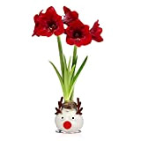 Bulbo di cera Amaryllis Reindeer, 1 bulbo di fiori di cera di grandi dimensioni 26/30, Esclusivo, Bulbi di fiori, piante ...