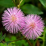 C-LARSS 1 Bag Mimosa Pudica Seeds, Prolific Prolific Small High Yield Semi per Casa Mimosa Pudica Semi