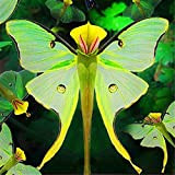 C-LARSS 100 Pezzi Semi Di Orchidea Phalaenopsis, Bonsai Farfalla Fiore Pianta Da Giardino Interno Semi di orchidea Phalaenopsis