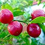 C-LARSS 20 Pezzi / 1 Confezione Semi Di Limone Rosso, Albero Nano Bonsai Frutta Giardino Domestico Pianta All'aperto