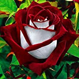 C-LARSS 20Pcs Seeds Rare Red & White Osiria Ruby Rose Flower Seeds Regalo Di Piante Da Giardino Per La Casa
