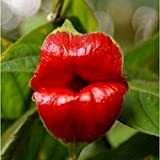 C-LARSS 50Pcs Red Lip Rare Flower Bonsai Plant Garden Park Psychotria Elata Semi Di Fiori Per La Casa