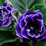 C-LARSS Semi Di Violette Africane Di Saintpaulia Ionantha Da 100 Pezzi, Pianta Da Fiore Per Giardino Blu