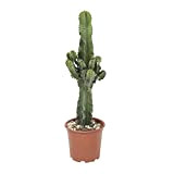 Cactus e pianta grassa da Botanicly – Euphorbia candelabra – Altezza: 59 cm – Euphorbia ingens