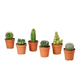 Cactus ornamentali SET DI 6 PIANTE GRASSE VERE 'MEXICO' in vaso 5. 5 cm