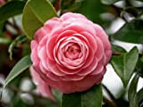 Camelia rosa"Camellia japonica" pianta in vaso ø17 cm