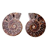 Campione di Ammonite F-ossil, 2Pcs F-ossil Shell Campione Shell Madagascar Pietre Naturali e minerali(4cm)