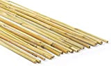 Canne di bambù naturali, per piante, orto, decorazione e arredamento (25, 210 cm / Ø 10/12 mm)
