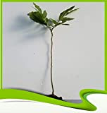 Carya illinoinensis (Pecan) - Pianta