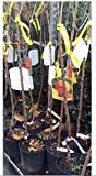 Castagno-Castanea sativa-radice nuda-Resistente a l'inchiostro-150/200 cm in altezza-si fa
