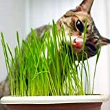 Cat Grass Wheatgrass Herb Seed 200+ Grande regalo di giardinaggio Facile da coltivare Erba di avena per giardino domestico Piantare