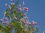 Catalpa Chilopsis linearis Orchidea di Desert viola fioritura Willow colori Albero di 25 Seed