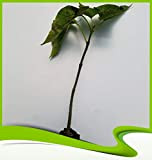 Catalpa speciosa (Catawba-Tree) - Pianta